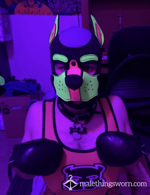 Pup Gear Photos And Videos